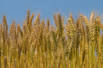 Wheat ear on the field at harvest time in Takamatsu city,Kagawa,Shikoku,Japan