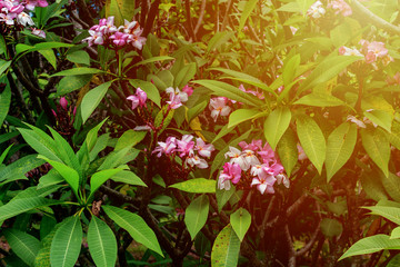 Frangipani flowers in the garden