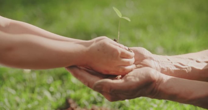 little girl giving small sprout to old man. generations helping each other. tradition, ecology, farming concept 4k