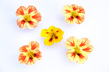 Fototapeta na wymiar Edible flowers isolated on white background: 5 yellow, orange, red variegated Nasturtium blooms - Tropaeolum