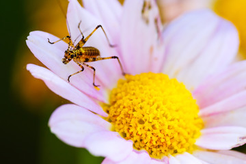 A small insect on a pink flower in the garden. A macro. France. Cote d'Azur.