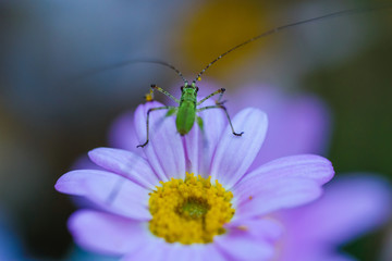 A small green grasshopper on a white flower in the garden. A macro. France. Cote d'Azur.