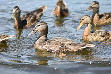 Ducklings on the river on a sunny day