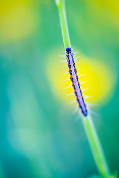 Abstract closeup with a small caterpillar in a blooming garden.. France. Cote d'Azur.