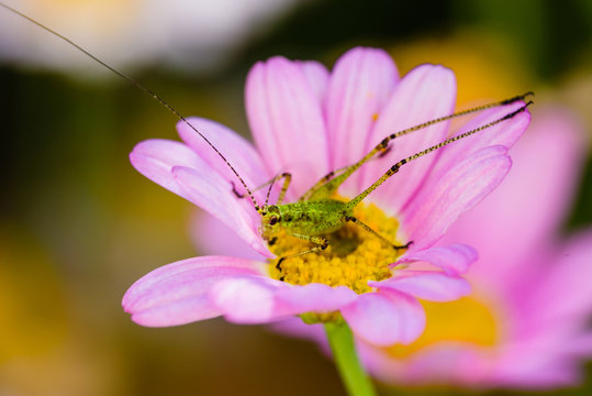 A small green grasshopper on a white flower in the garden. A macro. France. Cote d'Azur.
