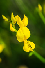 Abstract closeup of flowers and plants in a blooming garden. France. Cote d'Azur.