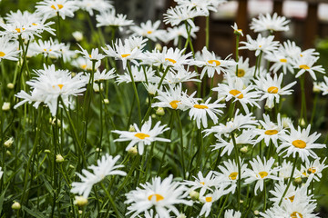 Fototapeta premium Big camomiles grow in a garden