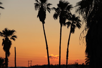 Palmeras atardecer