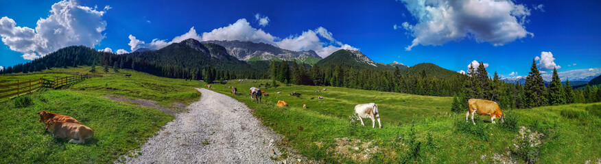Fototapeta na wymiar Österreich Berwiese in den Alpen bei gutem Wetter mit Kühen