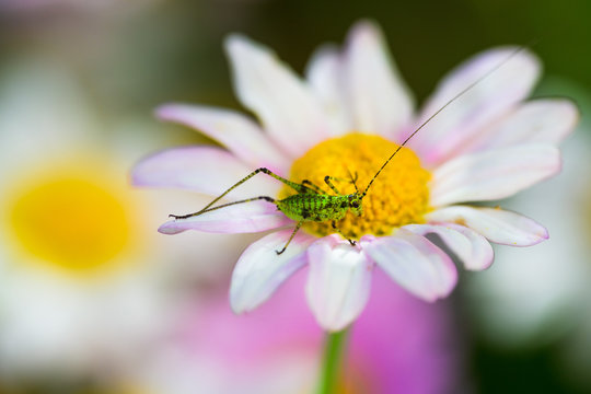 A small green grasshopper on a white flower in the garden. A macro. France. Cote d'Azur.