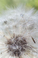 Dandelion with water drops