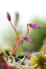 Cranberry buds close-up