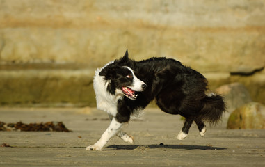 Border Collie dog outdoor portrait running on beach with bluffs in background