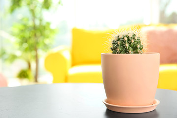 Beautiful cactus in flowerpot on table indoors