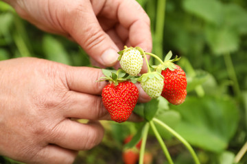 Obraz premium Farmer with ripening strawberries in garden