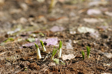 green sprouts growing out from soil