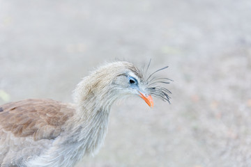 Fototapeta premium Vogel