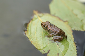 葉っぱに乗っかっているカエル