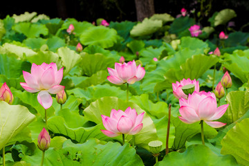 Lotus Flower.Background is the lotus leaf and lotus bud and lotus flower and tree.Shooting location is Yokohama, Kanagawa Prefecture Japan.