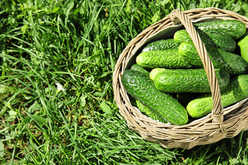 Wicker basket with ripe fresh cucumbers on green grass