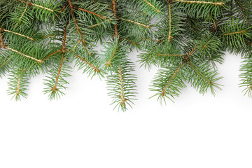 Branches of Christmas tree on white background