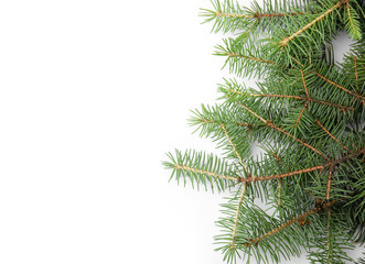 Branches of Christmas tree on white background
