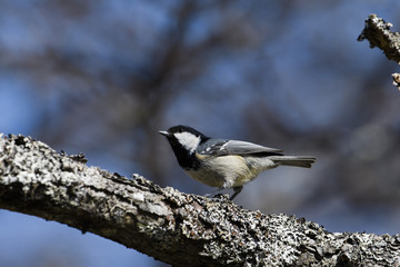 ヒガラ(Coal tit)