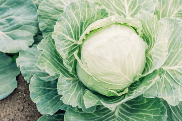 Cabbage growing in garden.