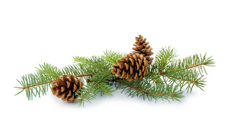 Christmas tree branch with cones on white background