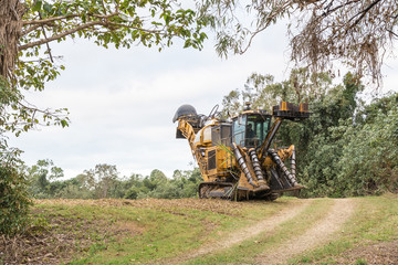 A yellow cane harvester on tracks has just finished cutting the last of the green sugar cane in a...