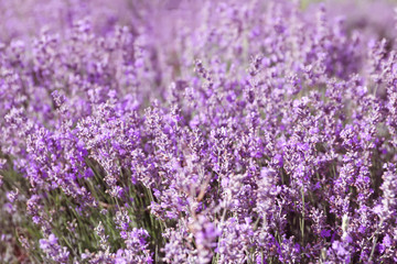 Beautiful blooming lavender in field on summer day