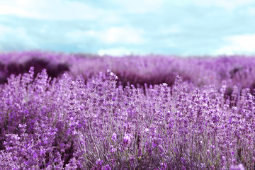 Beautiful blooming lavender in field on summer day