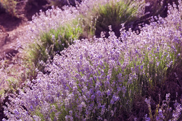 Beautiful blooming lavender in field on summer day