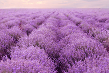 Naklejka na ściany i meble Beautiful blooming lavender in field on summer day