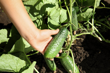 Man holding ripe cucumber in garden on sunny day