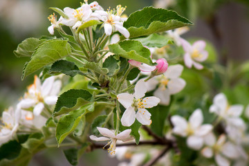Blooming apple tree in spring time.