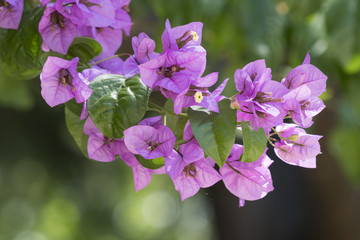 bouganvillea in bloom in the city