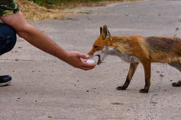 ein Mann gibt einem Fuchs ein Ei