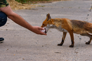 ein Fuchs nimmt ein Ei aus der Hand