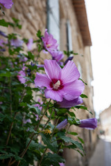 Pink flower in Venasque, Provence, France