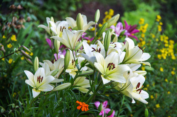 Lilium in the garden