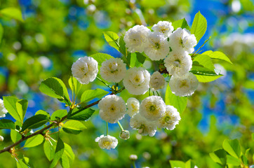 Cherry blossom branch