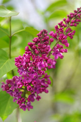 Purple lilac bush blooming in May day