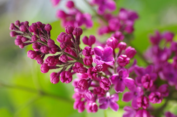 Purple lilac bush blooming in May day