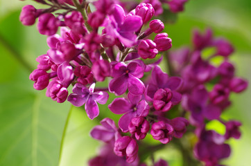 Purple lilac bush blooming in May day