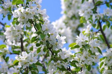 Appletree blossom branch
