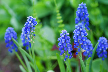Muscari in spring garden