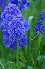 Muscari in spring garden