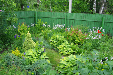 Part of the garden with hosts and Konica spruce