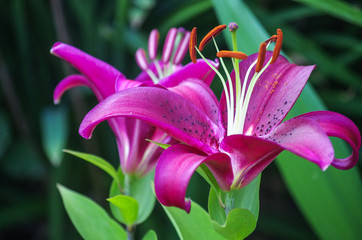 Lilium in the garden